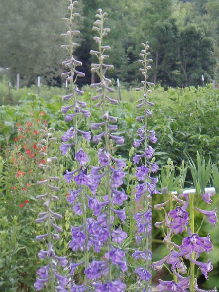 Tall Larkspur